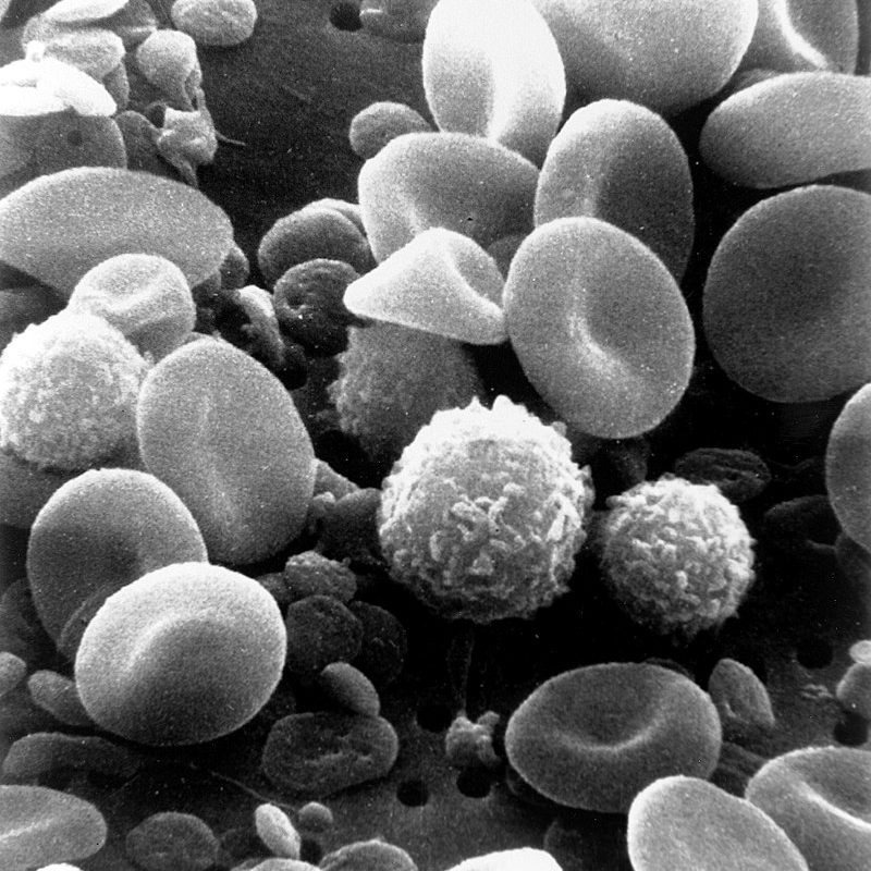 SEM_blood_cells